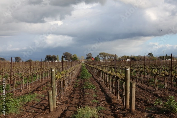 Fototapeta Vineyard 1