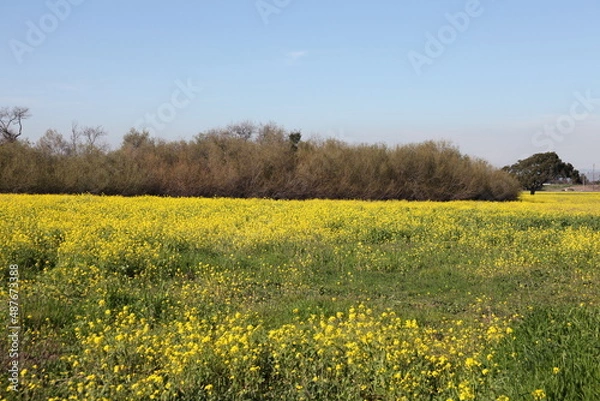 Obraz Mustard Field 7