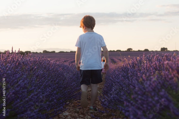 Obraz Caminando entre lavanda
