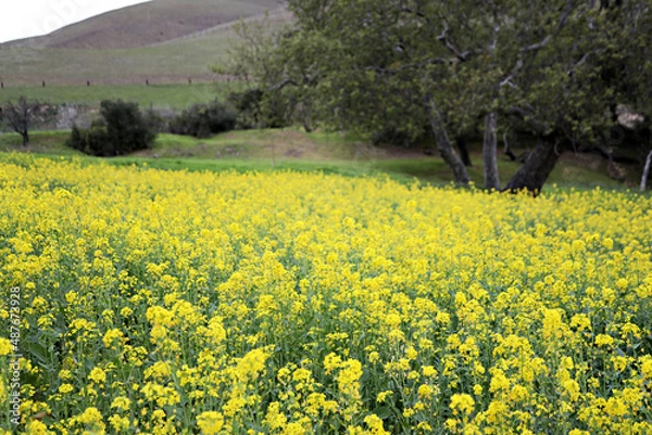 Obraz Mustard Field 4