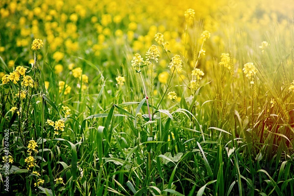 Fototapeta Mustard Field 2