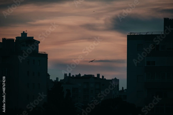 Fototapeta Seagull at sunset