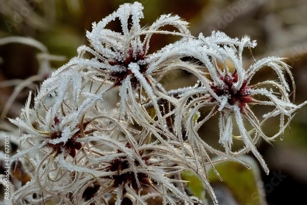 Obraz frozen clematis flower seeds after a cold night in winter - submerged with ice crystals