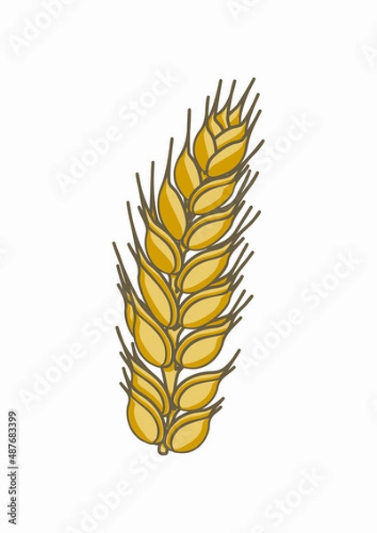 Fototapeta Wheat illustration in summer