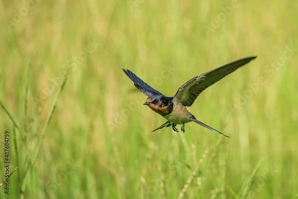 Fototapeta グリーンバックに餌を探して飛ぶツバメ幼鳥