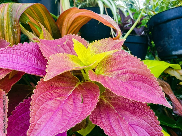 Obraz red and yellow leaves