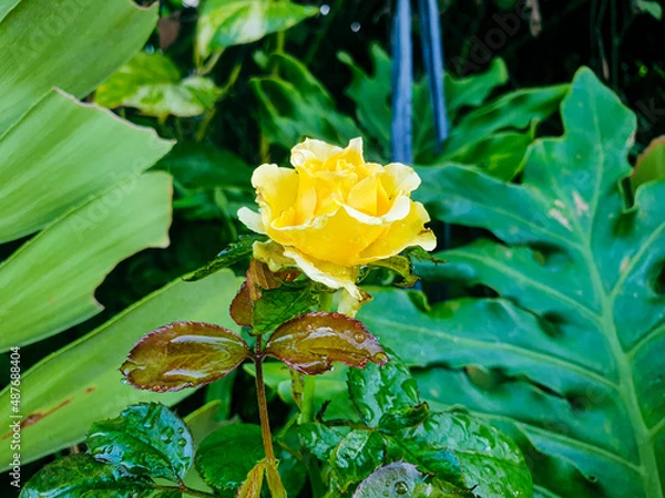 Obraz yellow rose flower