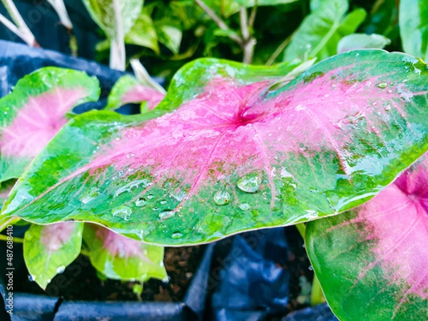 Obraz water drops on a leaf