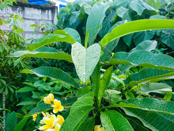 Obraz Green leaves in the garden