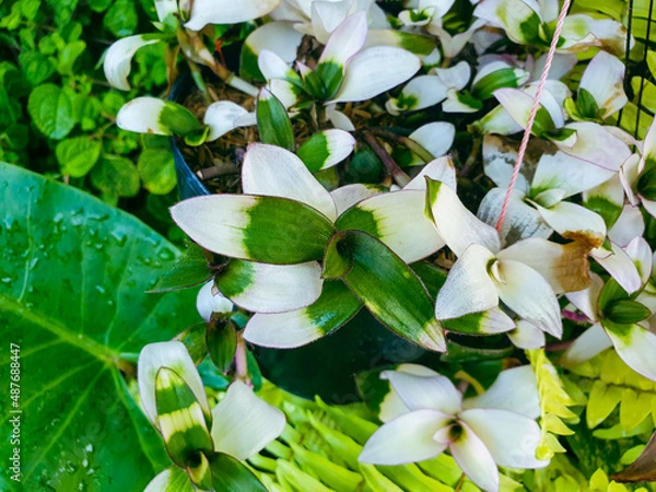 Obraz white and green flowers