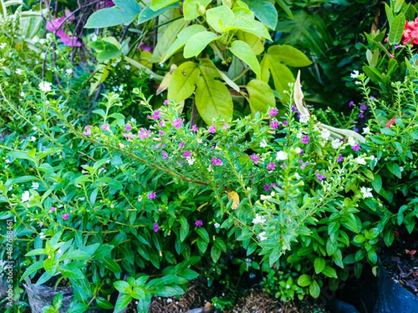 Obraz Image of flowers in the garden