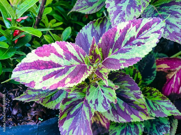 Obraz Purple and green flower