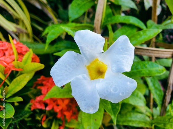 Obraz White flower in the garden