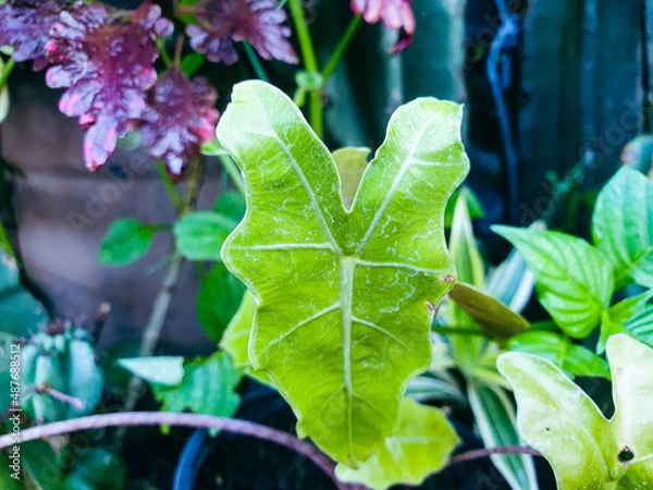 Obraz purple and green leaves