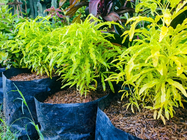 Obraz Green plants in pots