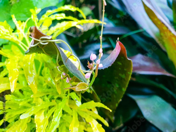 Obraz Flower and green leaves