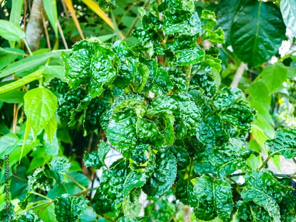 Obraz green leaves background