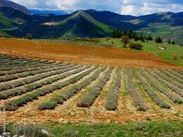 Obraz Champs de lavande