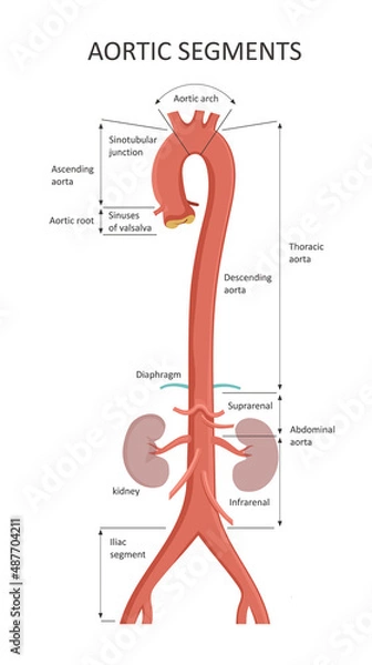 Fototapeta Aortic Segments. Diagrams depicting the ascending aorta and an overview of the aorta.