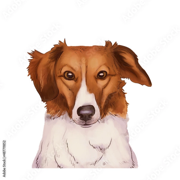 Fototapeta Portrait of a white with a red dog isolated on a white background.