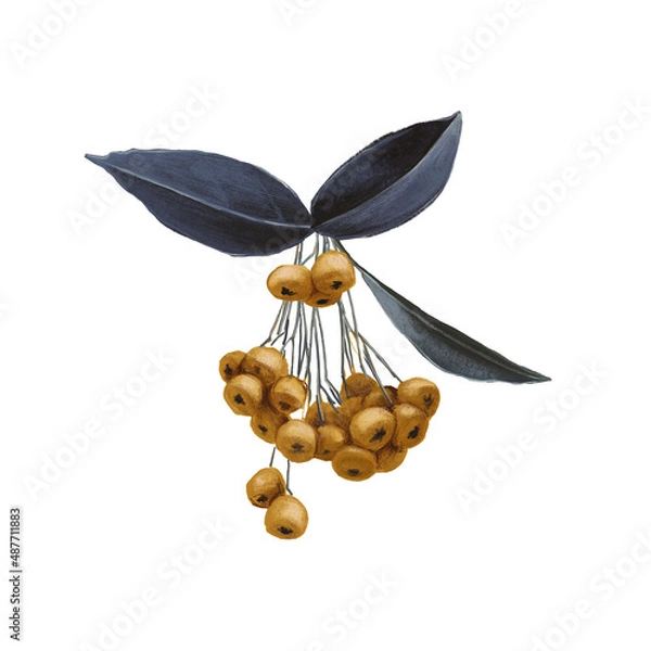 Obraz Rowan twig with yellow i years and blue leaves isolated on white background