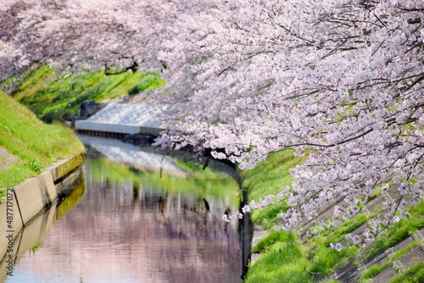Fototapeta 川沿いの桜並木