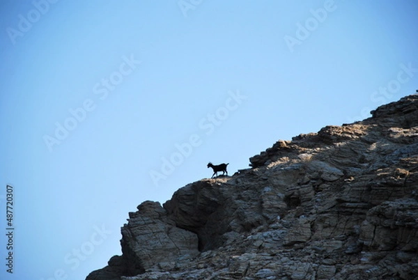 Obraz Goat that has climbed the mountain