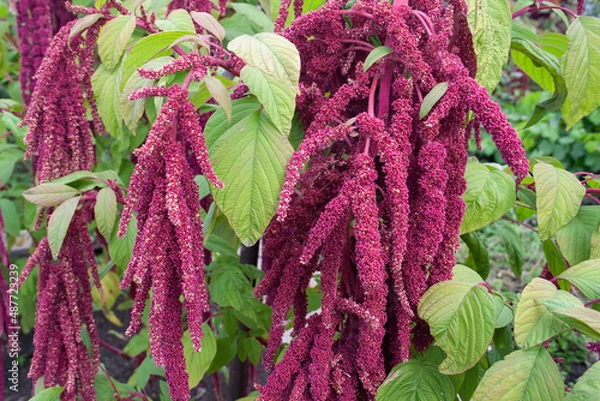 Fototapeta amaranth, amaranth flowers, garden flowers, background, texture, place for text