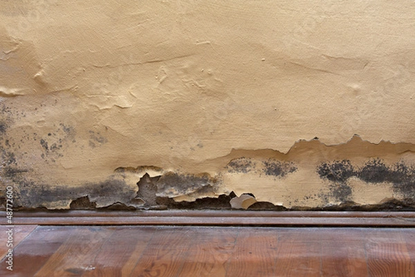 Obraz Schimmelbefall