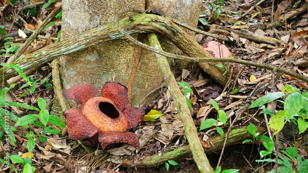 Fototapeta Rafflesia is a genus of parasitic flowering plants in the family Rafflesiaceae. The species have enormous flowers, the buds rising from the ground or directly from the lower stems of their host plants