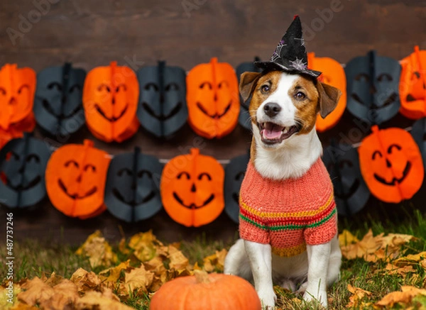 Fototapeta A young Jack Russell dog with a witch's hat on his head lies on fallen leaves in the yard dressed up for Halloween next to a pumpkin. Happy halloween concept