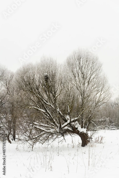 Fototapeta A beautiful picturesque tree is covered with snow.