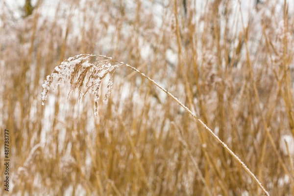 Fototapeta A small plant is covered with white snow.