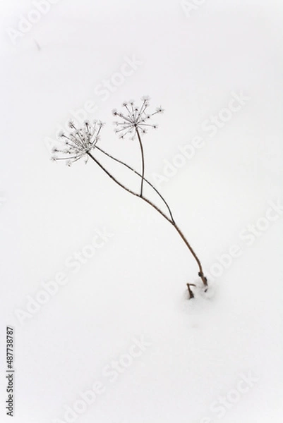Fototapeta A lonely growing umbrella plant sticks out of the snow in winter.