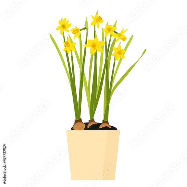 Fototapeta Daffodils on a white background. Vector illustration.