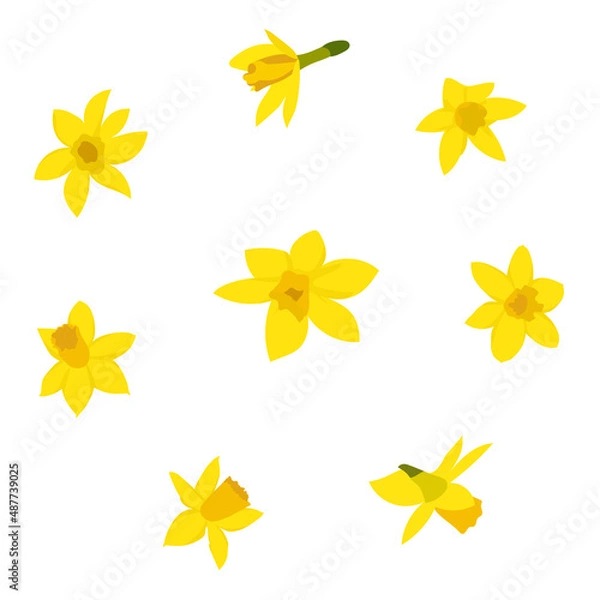 Fototapeta Daffodils on a white background. Vector illustration.