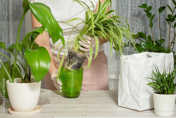 Obraz Chlorophytum transplantation at home. Tools for ambulance, soil and pot planning. The process of chlorophytum transplantation. A small young houseplant. Step 3