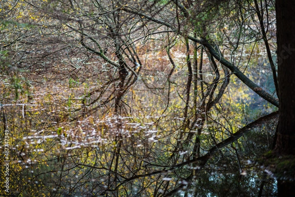 Fototapeta Fall in the swamp, abstract