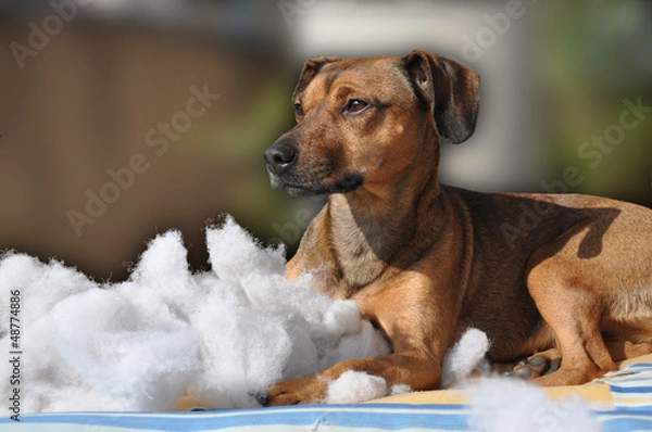 Obraz Perro destrozando almohadón