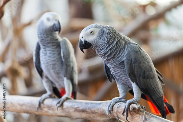 Obraz African Grey Parrot