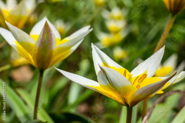 Obraz Yellow and White Tulip Tarda blossoming in garden on natural background