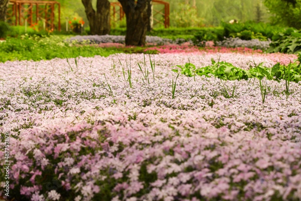 Fototapeta spring in the park. Spring Field 