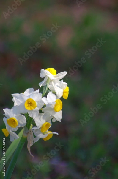 Obraz 水仙の花のクローズアップ