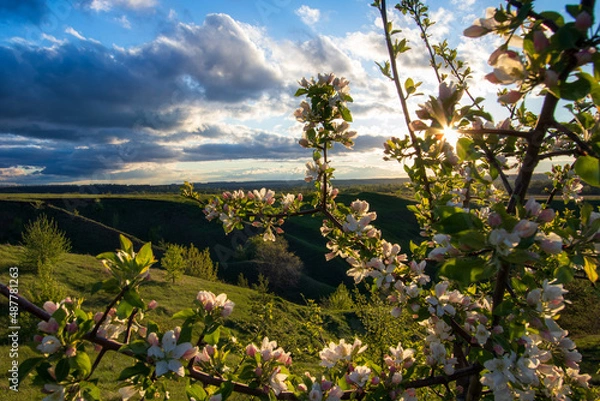 Obraz landscape with flowers
