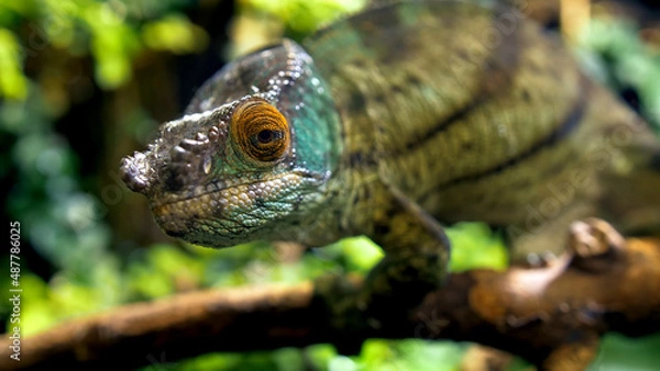 Fototapeta Potrait of parson's chameleon closeup picture exotic specie in the exotic forrest going through tree different color black eyes green background amazing animal lizard on the branch wood daytime