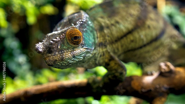 Fototapeta Potrait of parson's chameleon closeup picture exotic specie in the exotic forrest going through tree different color black eyes green background amazing animal lizard on the branch wood daytime
