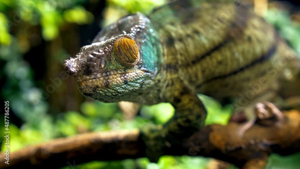 Fototapeta Potrait of parson's chameleon closeup picture exotic specie in the exotic forrest going through tree different color black eyes green background amazing animal lizard on the branch wood daytime
