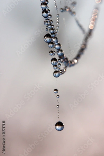 Obraz morning dew drops on the web