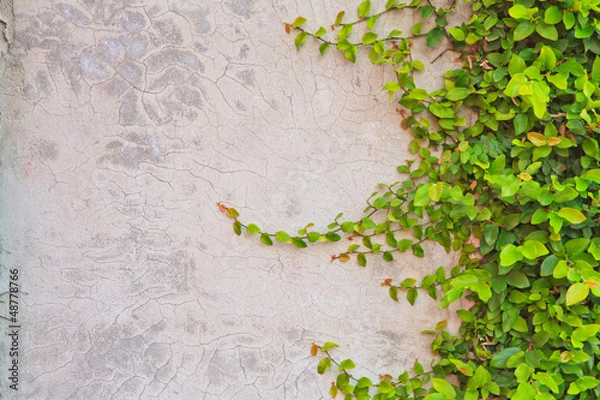 Fototapeta Climbing fig tree