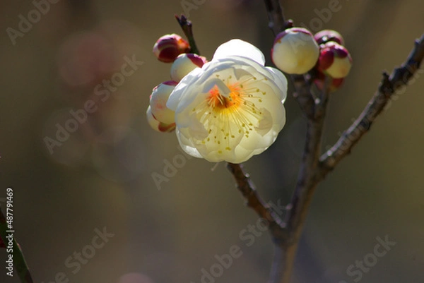 Obraz 神戸須磨離宮